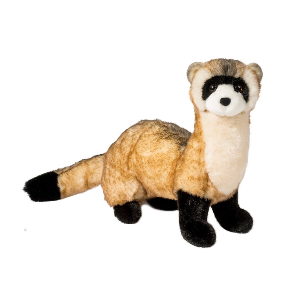 Vince - Black Footed Ferret    