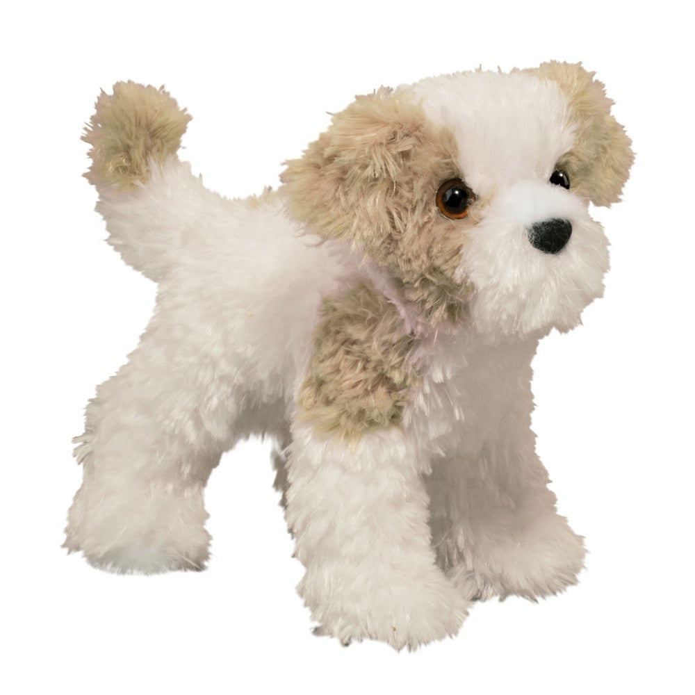 Jolly Maltipoo    