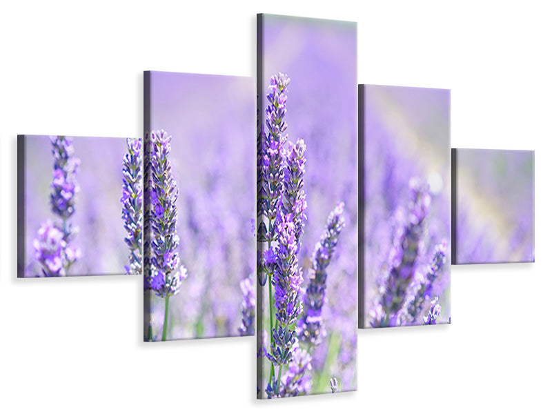 5-piece-canvas-print-the-lavender-blossom