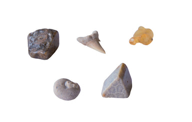 I Dig It! Fossils - Dig Up Real Fossil Specimens    