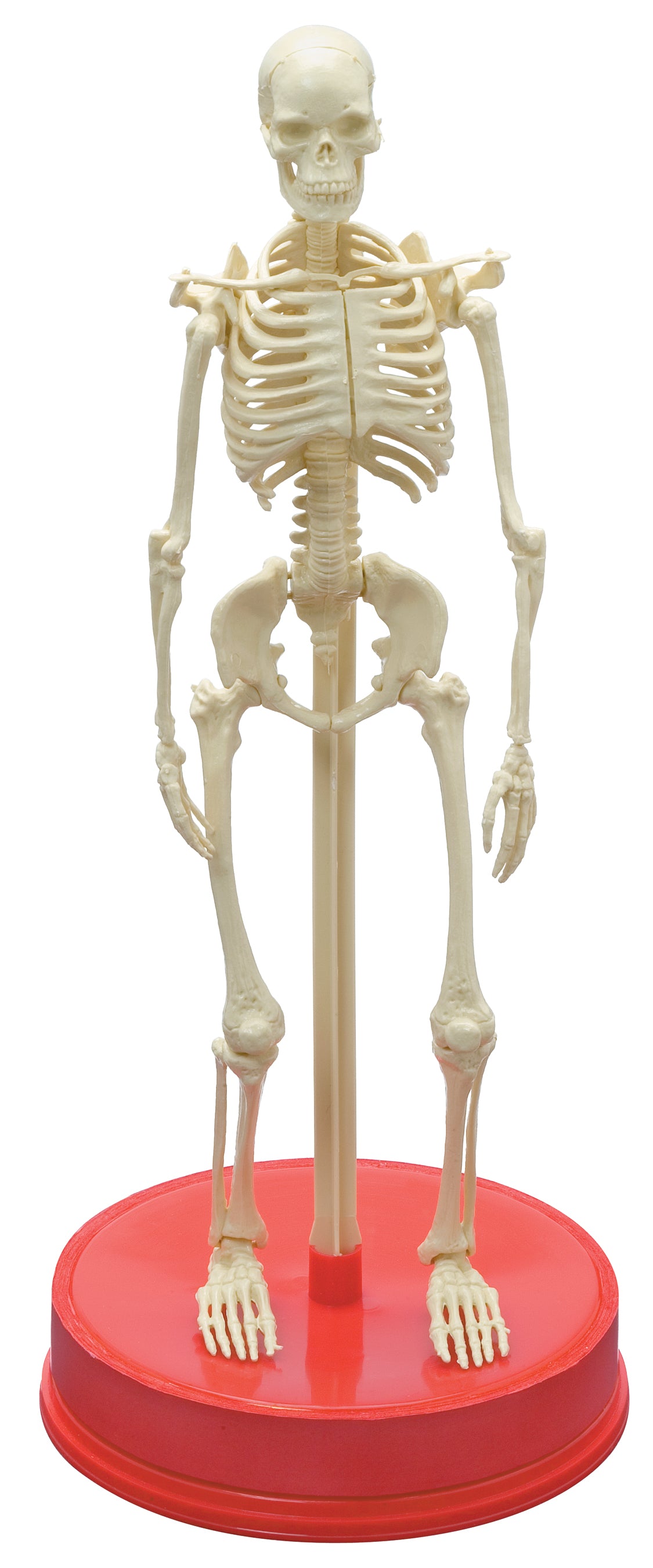 The Bones Book and Skeleton    