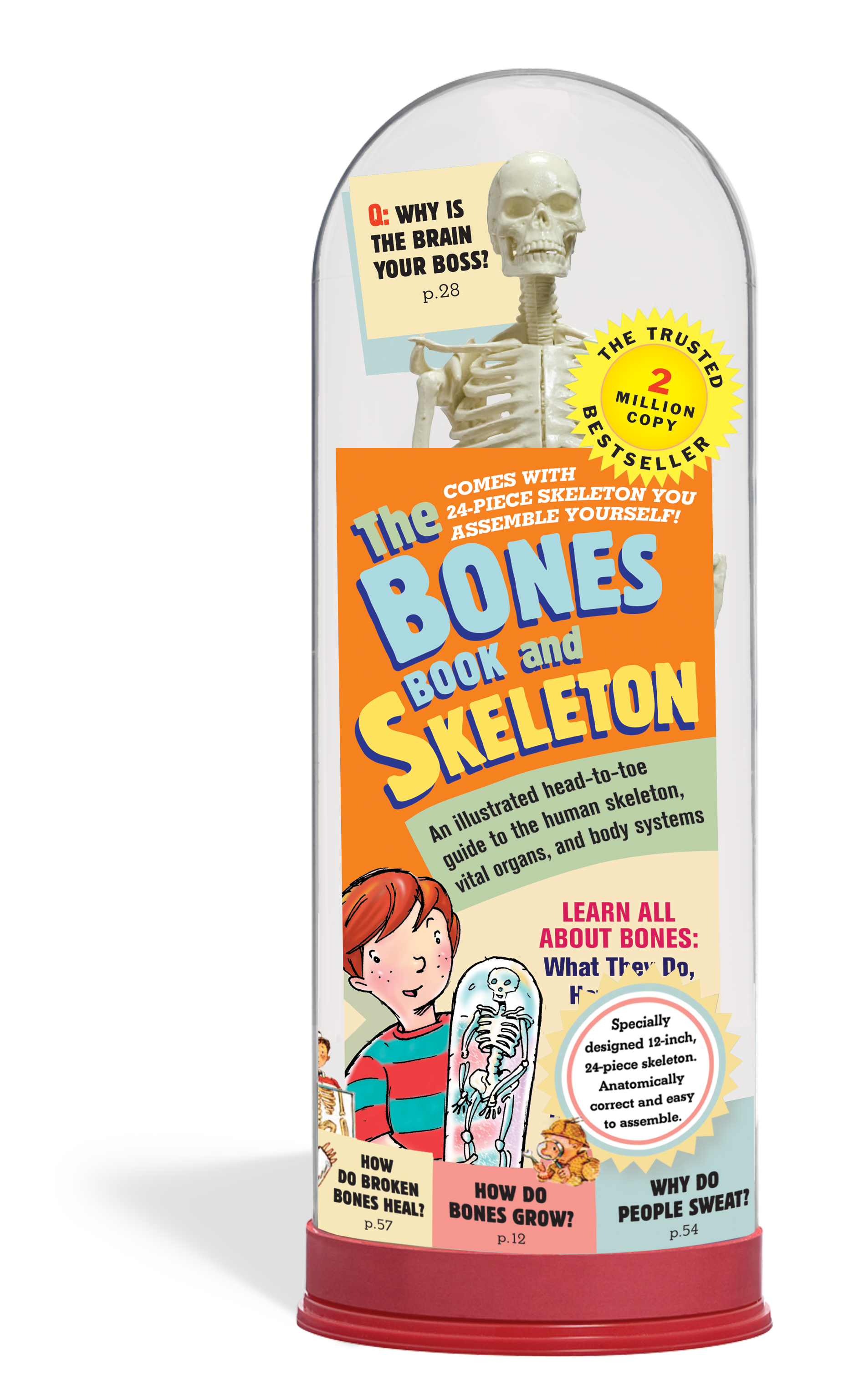 The Bones Book and Skeleton    