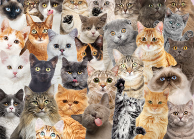 All The Cats 1000 Piece Puzzle    