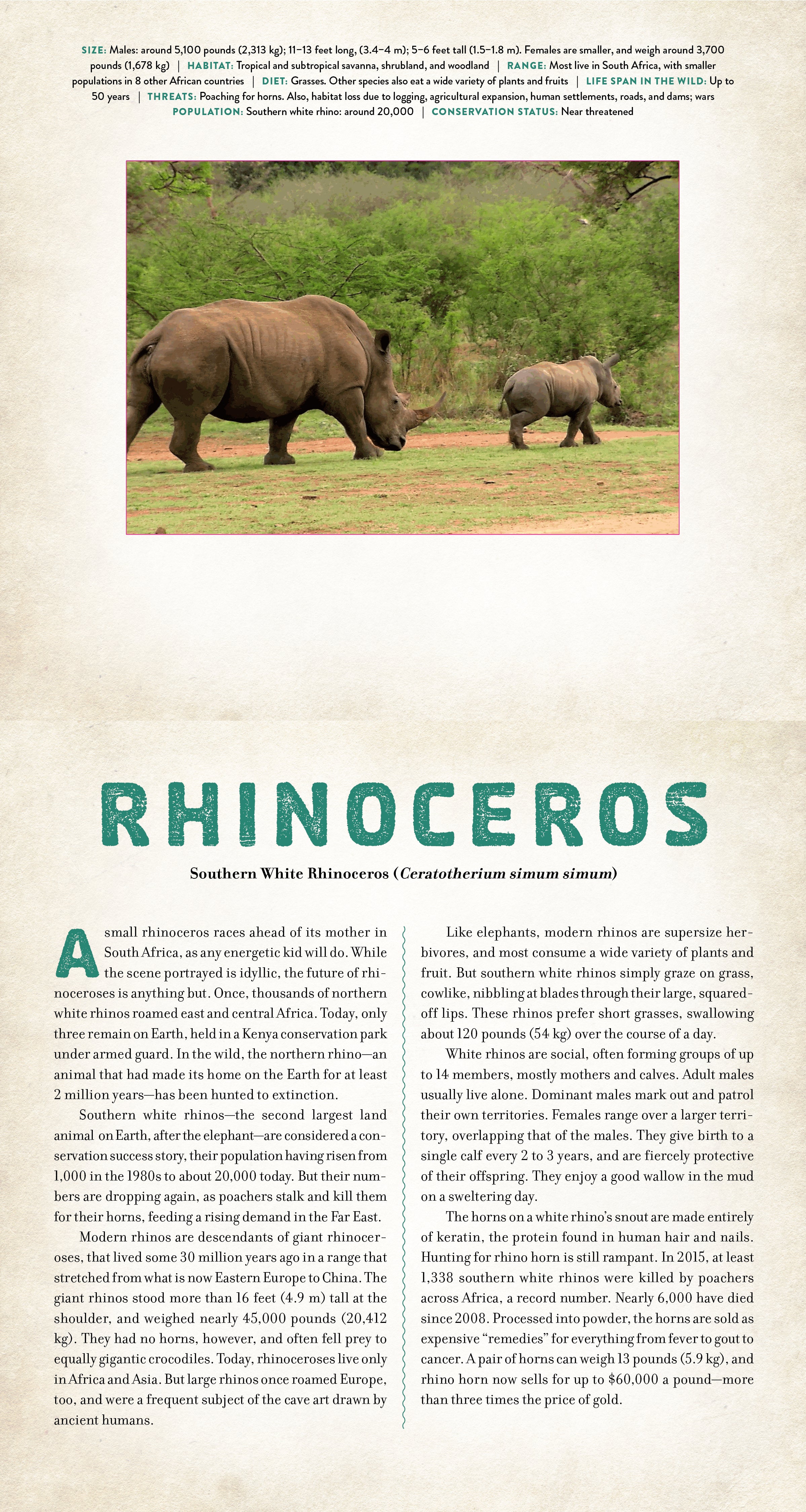 Wild - A Photicular Book    