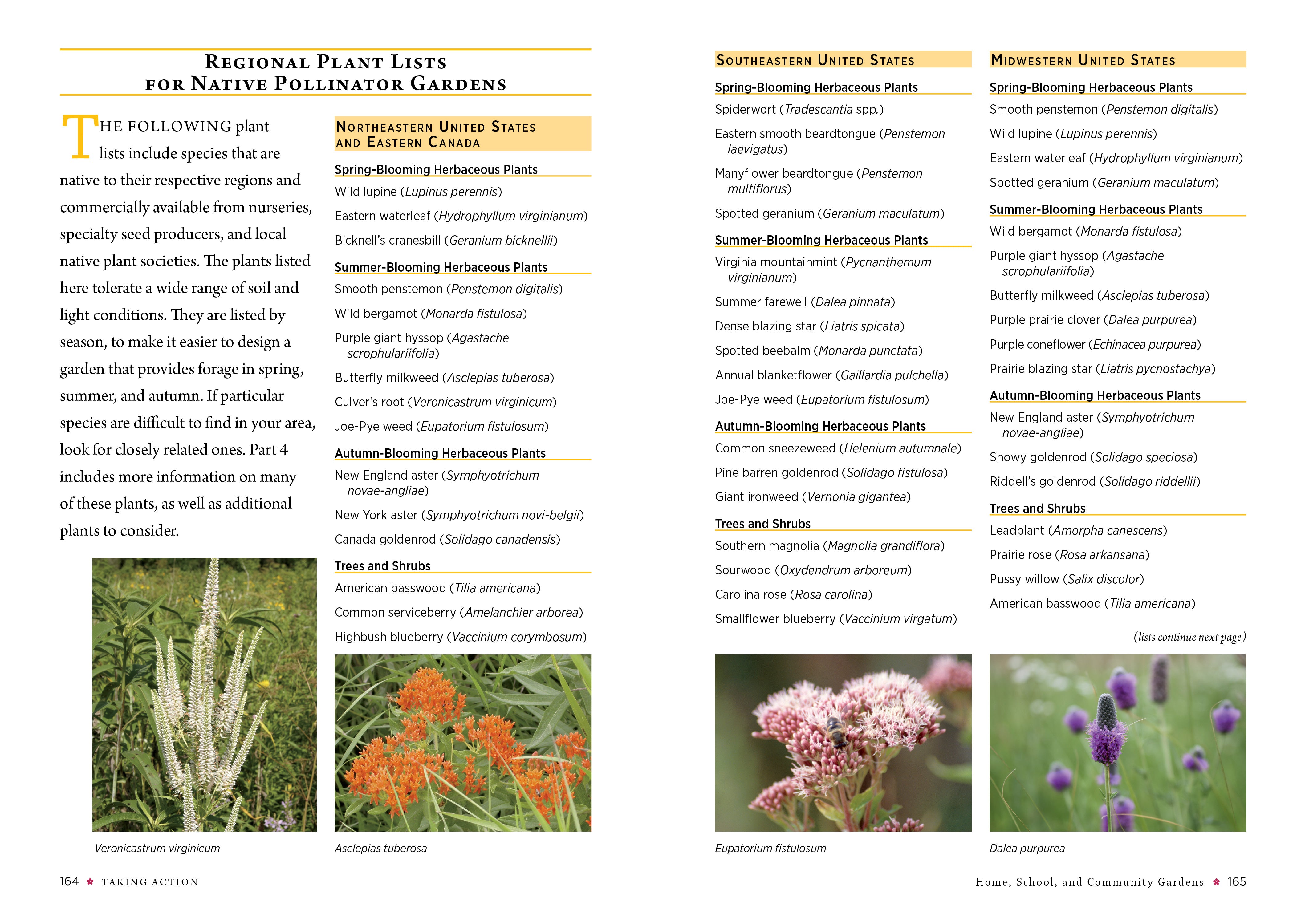 Attracting Native Pollinators    