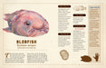 A Curious Collection of Peculiar Creatures - An Illustrated Encyclopedia    