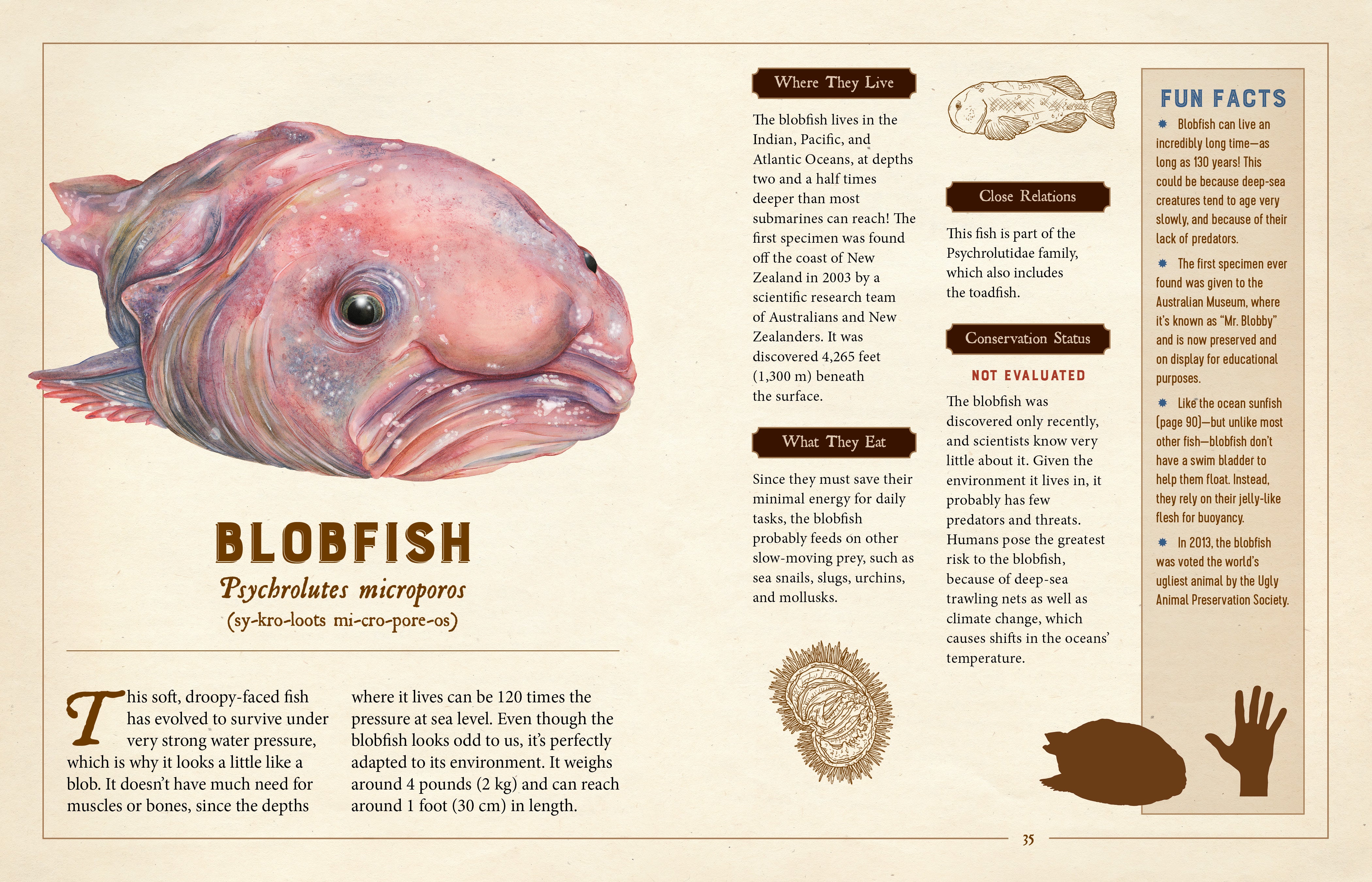 A Curious Collection of Peculiar Creatures - An Illustrated Encyclopedia    