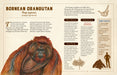 A Curious Collection of Peculiar Creatures - An Illustrated Encyclopedia    