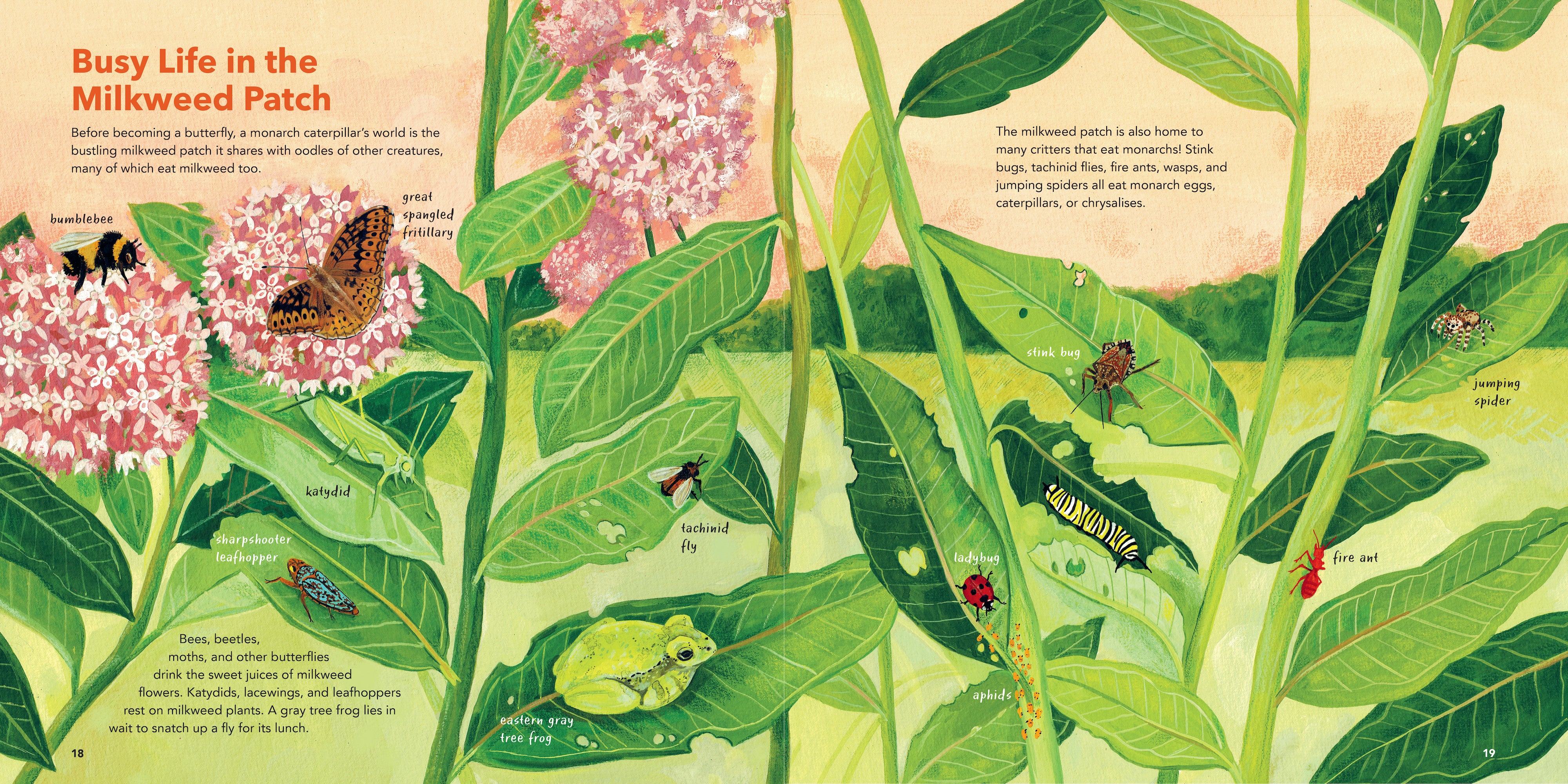 Monarch Butterflies    