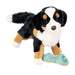 Trevor Bernese Mountain Dog    