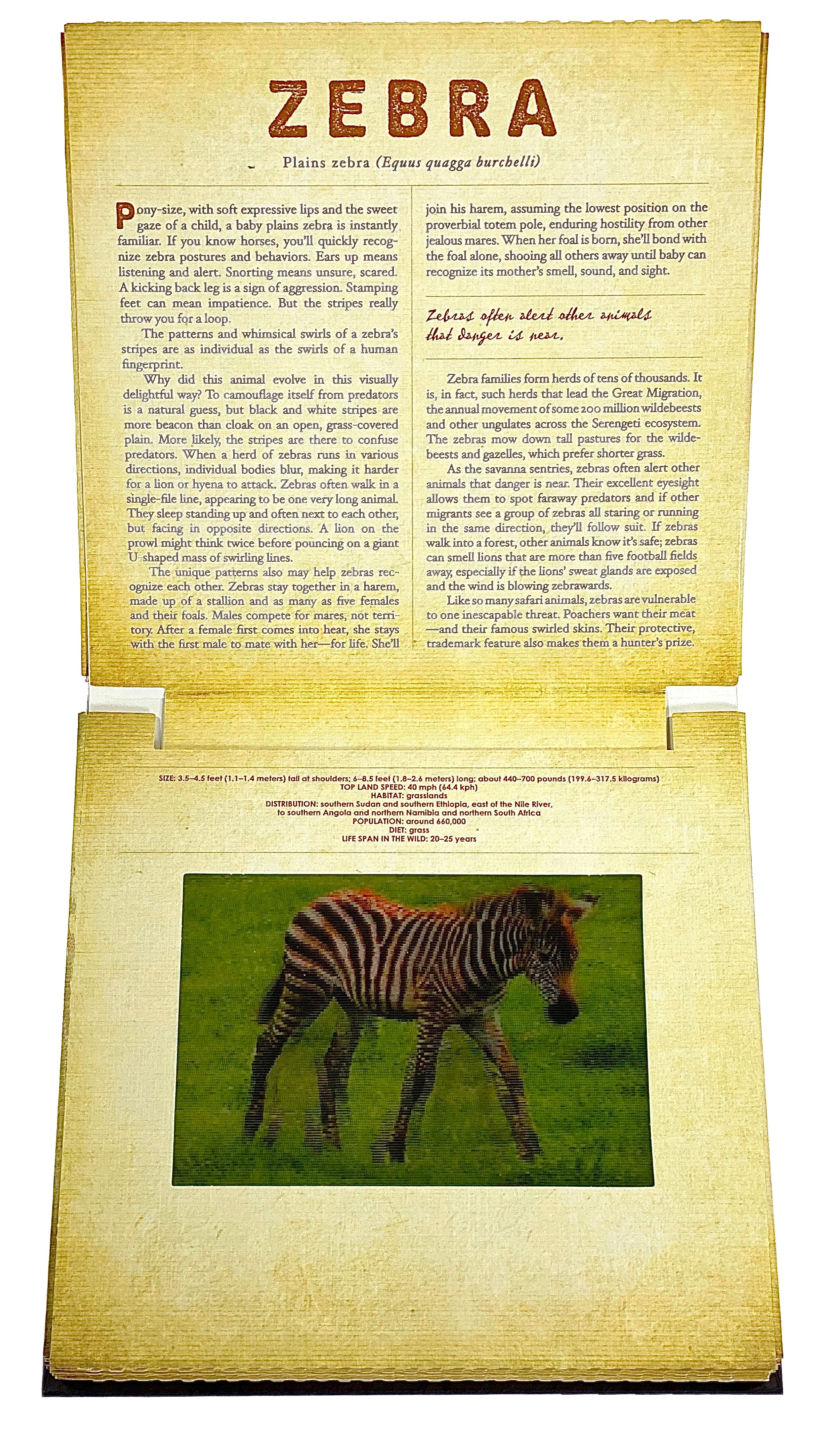 Safari - A Photicular Book    