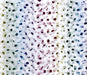 Rainbow Foil Confetti Tissue Paper    