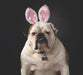 Bunny Ears Headband    