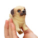 Pocket Pups (Single) - Random Breed