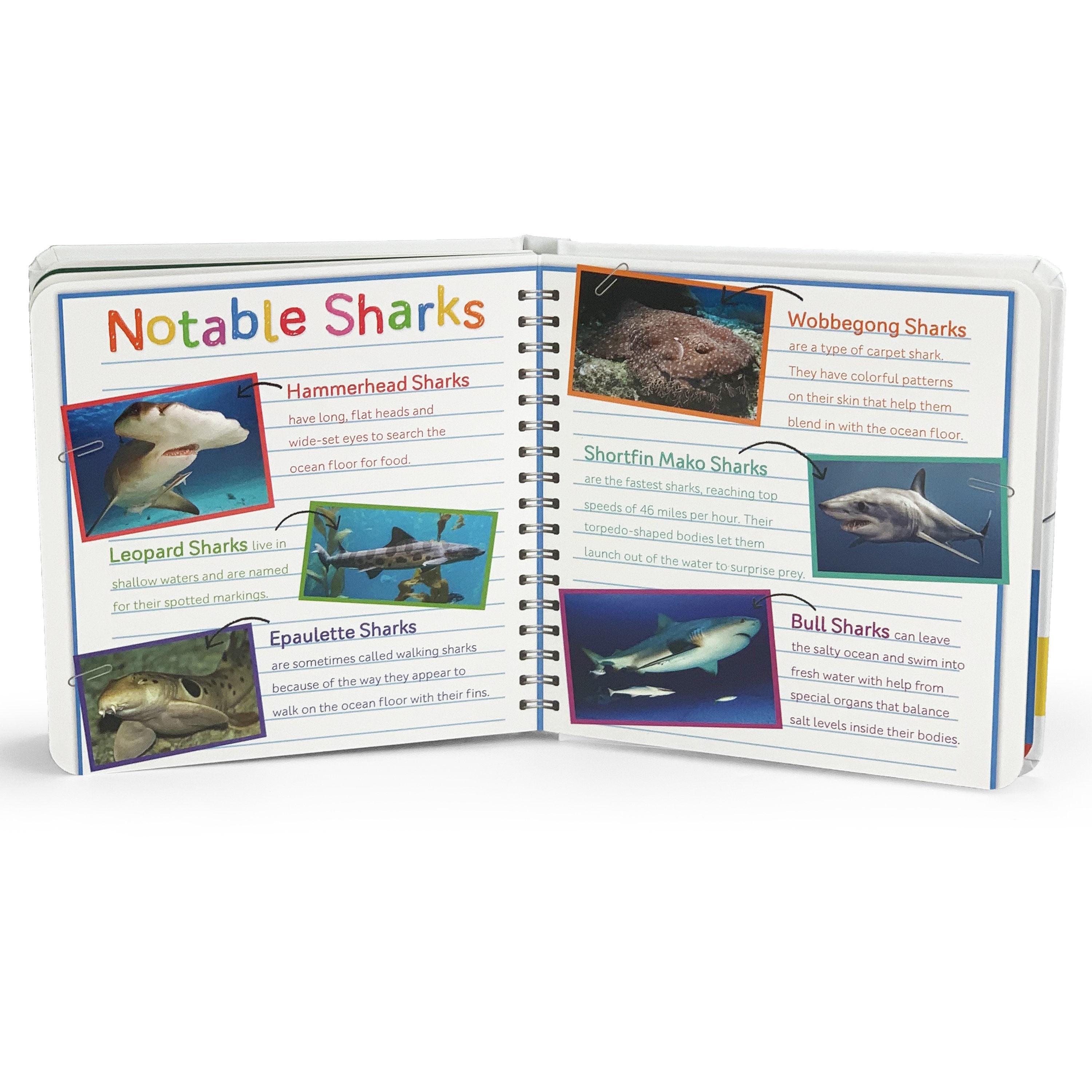 Sharks Teeth to Tail - First Discovery Books    