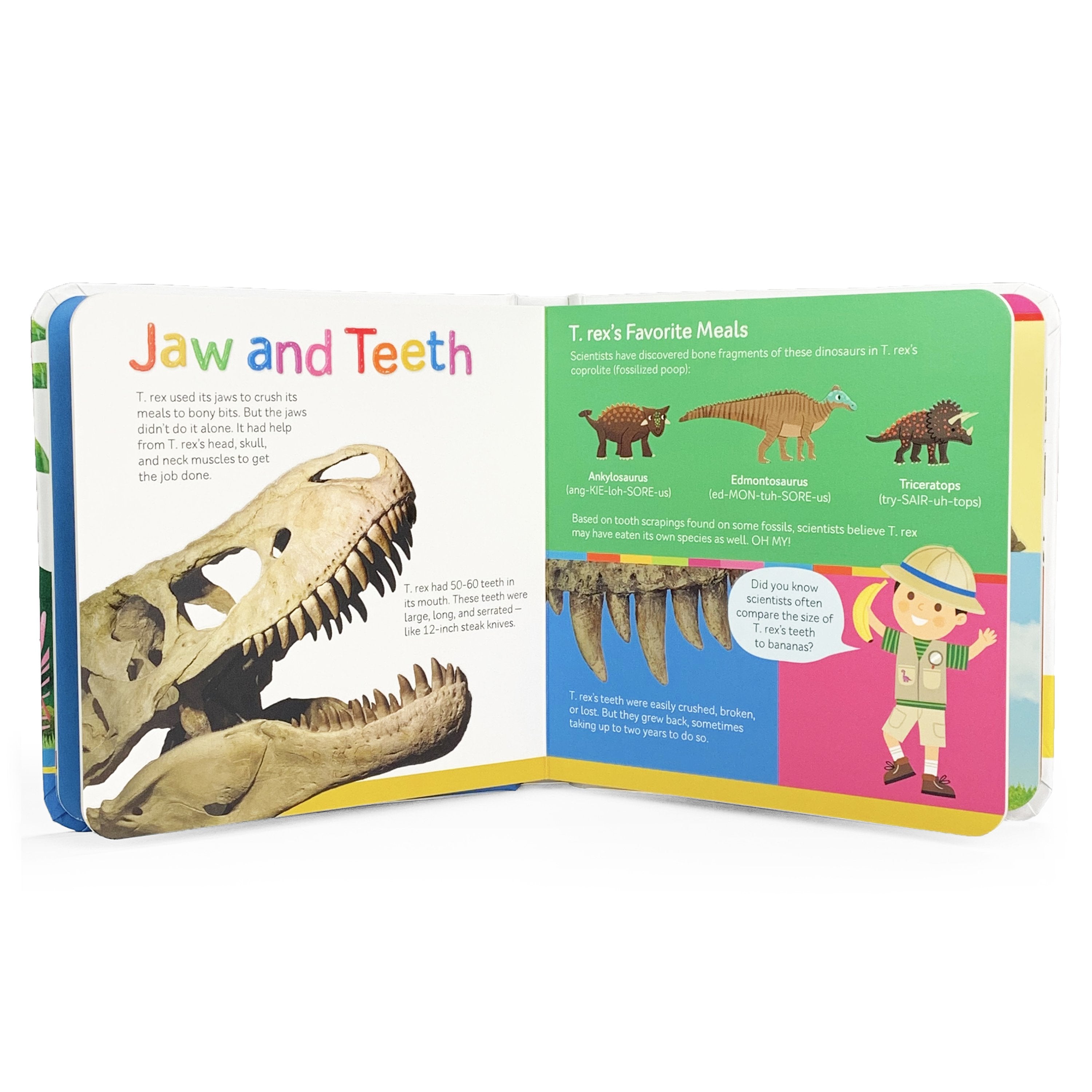 T-Rex From Head to Tail - First Discovery Books    