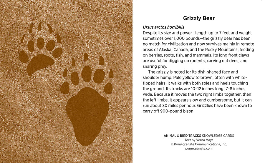 Knowledge Cards - Animal & Bird Tracks    