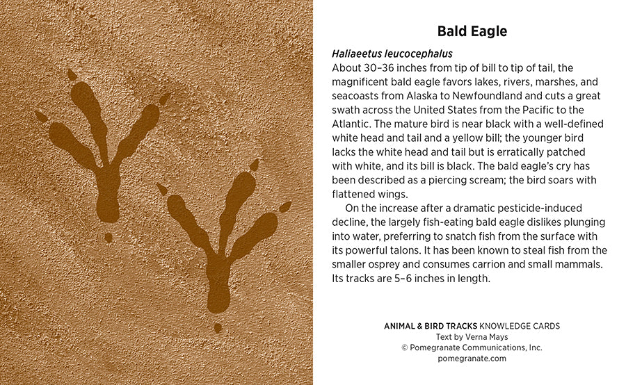 Knowledge Cards - Animal & Bird Tracks    