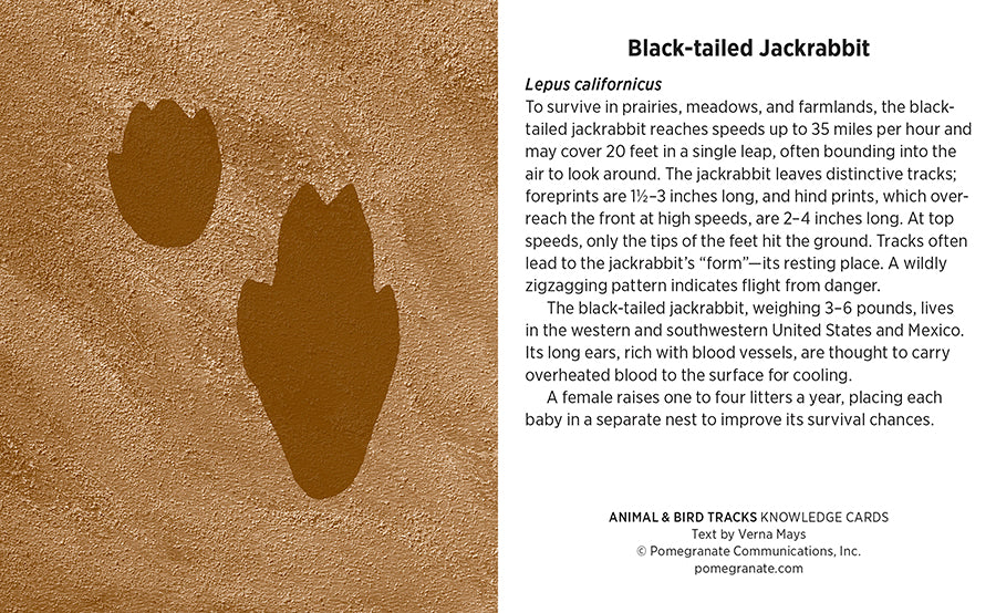 Knowledge Cards - Animal & Bird Tracks    