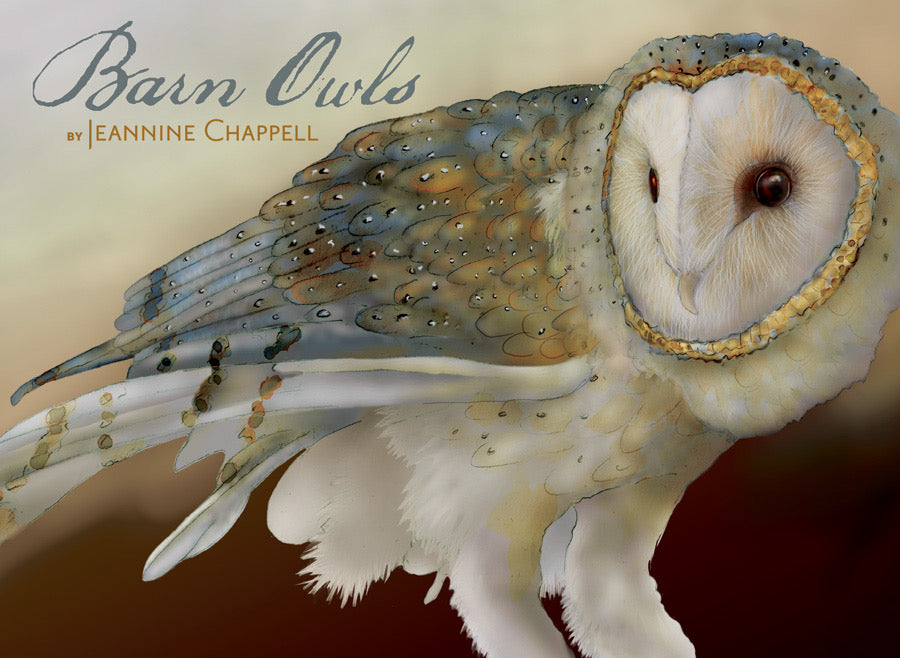 Barn Owls - Jeannine Chappell Boxed Assorted Note Cards    