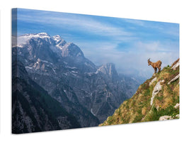 canvas-print-alpine-ibex-in-the-mountains-x