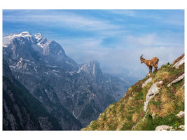canvas-print-alpine-ibex-in-the-mountains-x