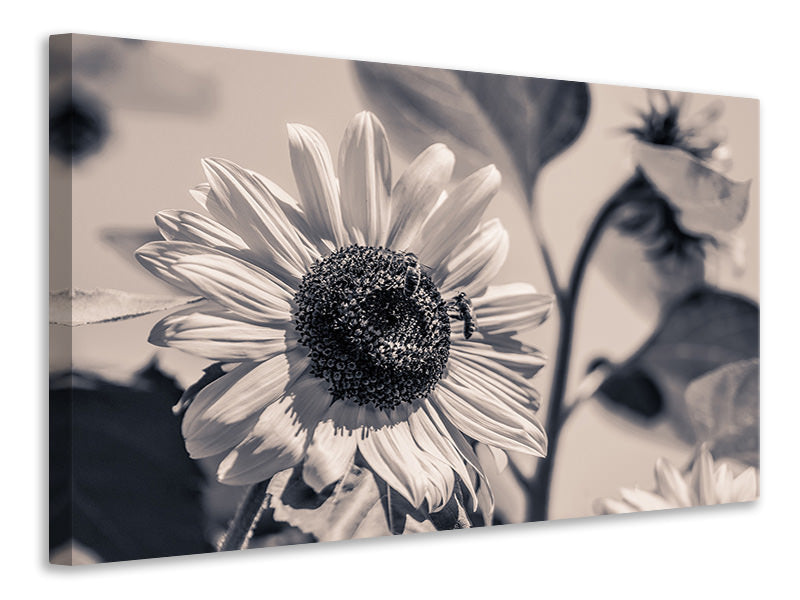 canvas-print-bees-on-the-sunflower-sw