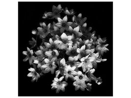 canvas-print-early-sensation
