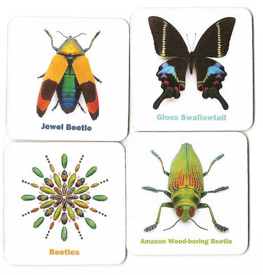Memory Game - Christopher Marley's Incredible Insects    