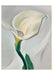 Georgia O'Keeffe Painting - Boxed Assorted Note Cards