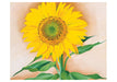 Georgia O'Keeffe Sunflowers Assorted Notecard Folio    