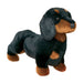 Spats Dachshund    