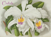 Orchids - Boxed Assorted Note Cards    