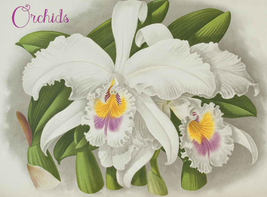 Orchids - Boxed Assorted Note Cards    