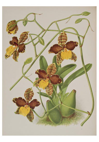Orchids - Boxed Assorted Note Cards    