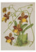 Orchids - Boxed Assorted Note Cards    