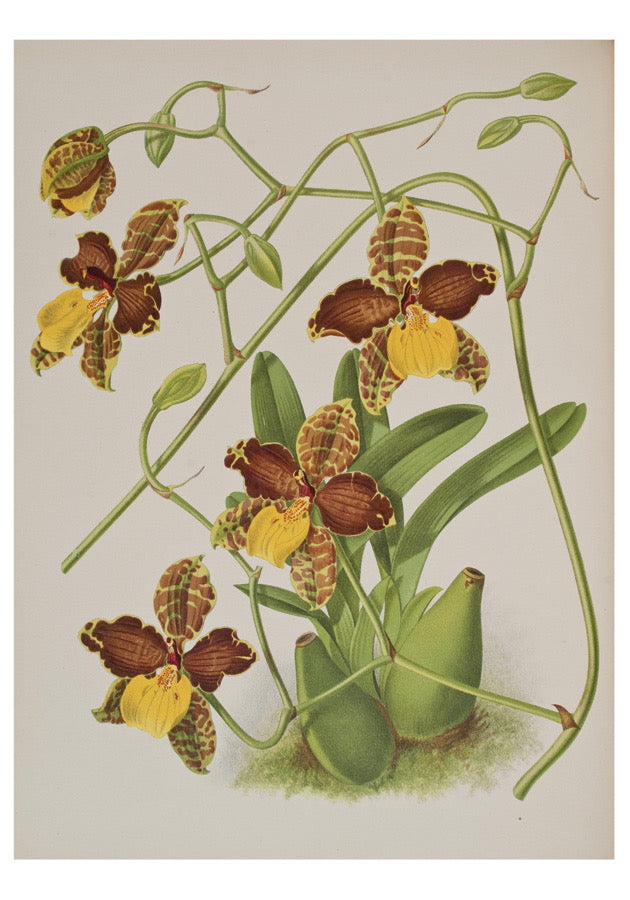 Orchids - Boxed Assorted Note Cards    