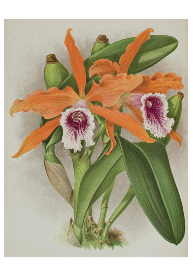 Orchids - Boxed Assorted Note Cards    