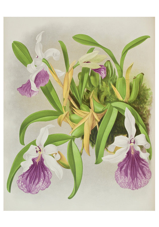 Orchids - Boxed Assorted Note Cards    