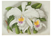 Orchids - Boxed Assorted Note Cards    