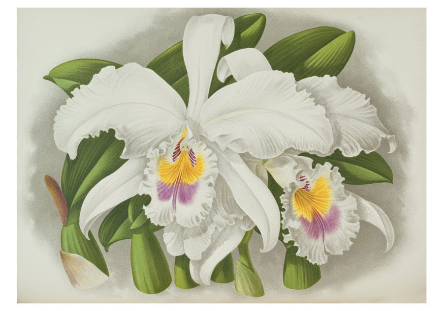 Orchids - Boxed Assorted Note Cards    
