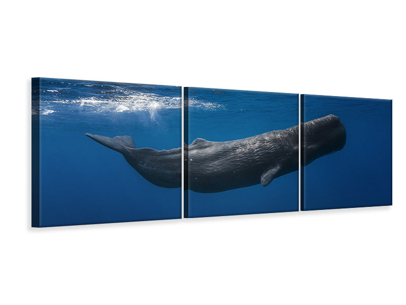 panoramic-3-piece-canvas-print-sperm-whale