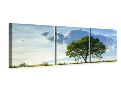 panoramic-3-piece-canvas-print-spring-tree