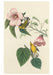 Songbirds - John James Audubon Boxed Assorted Note Cards    