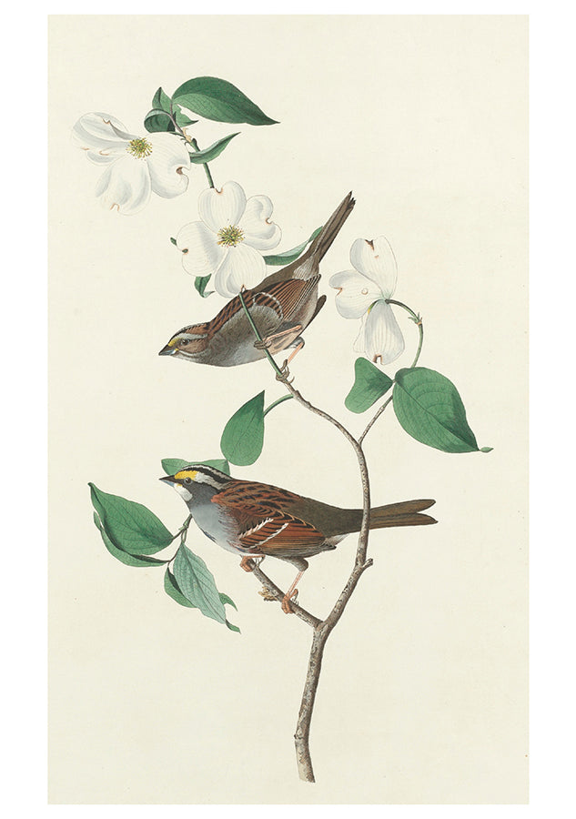 Songbirds - John James Audubon Boxed Assorted Note Cards    